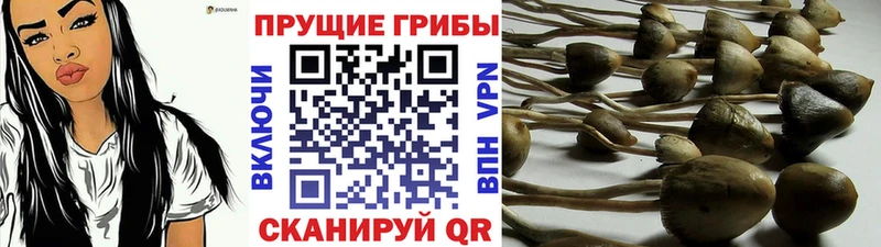 mega ссылка  Каспийск  Галлюциногенные грибы Cubensis 
